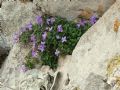 Aubretia columnae